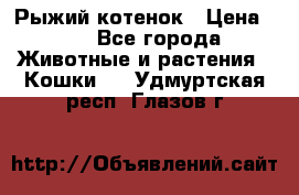 Рыжий котенок › Цена ­ 1 - Все города Животные и растения » Кошки   . Удмуртская респ.,Глазов г.